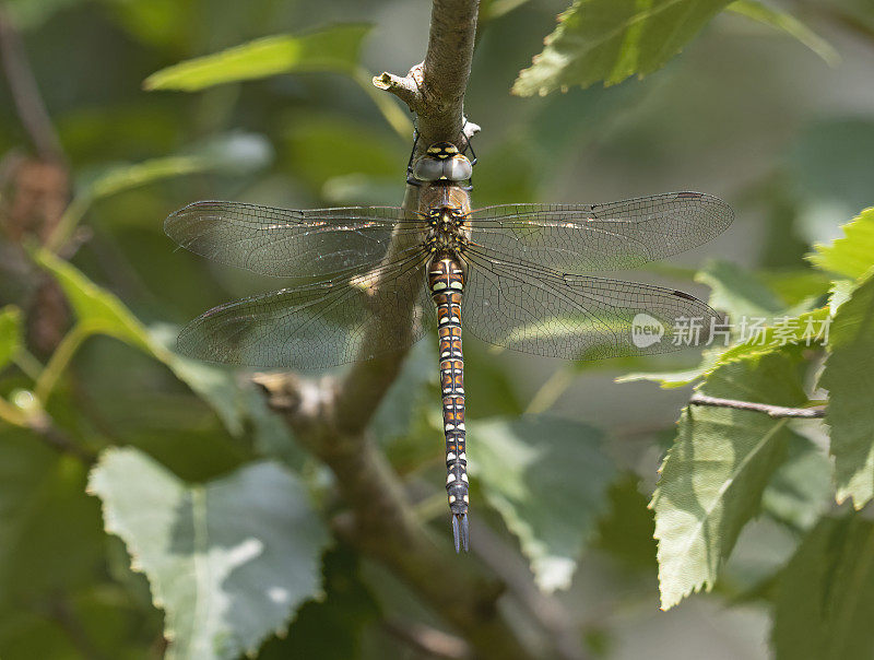 迁徙小贩蜻蜓(Aeshna mixta)